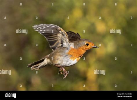 Robin European In Flight Stock Photo Alamy