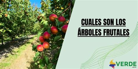 Cuales son los árboles frutales Colombia Verde