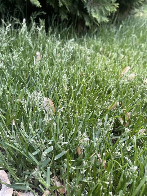 Identify this grass type. Cool season : r/lawncare