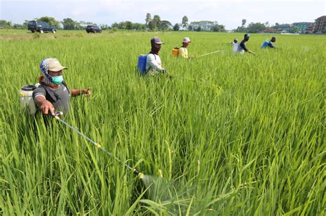 Gandeng Ratusan Petani Pupuk Indonesia Lakukan Penyemprotan Hama Di Jember