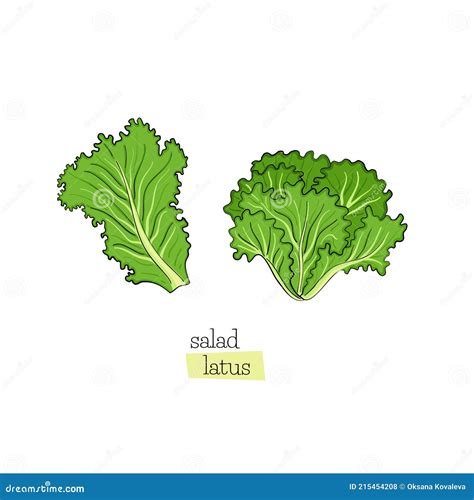 How To Draw Lettuce Salad For Children. Step By Step Drawing Tutorial Cartoon Vector ...