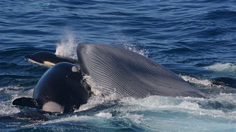 Killer Whales Spotted For The First Time Killing Blue Whales Live Science