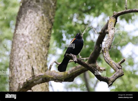 Humboldt Park, Chicago Stock Photo - Alamy