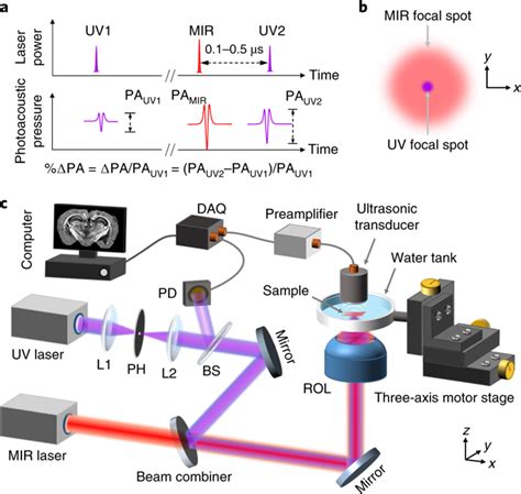 High Resolution High Contrast Mid Infrared Imaging Of Fresh Biological