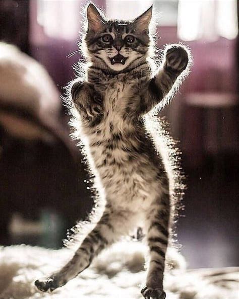 PsBattle: This cat standing up : r/photoshopbattles