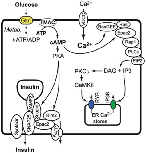 Glucose Metabolism Provides Atp For Tmac Catalyzed Camp Production Pka