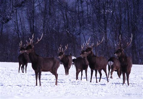 Japanese Sika Deer | Japan Experience