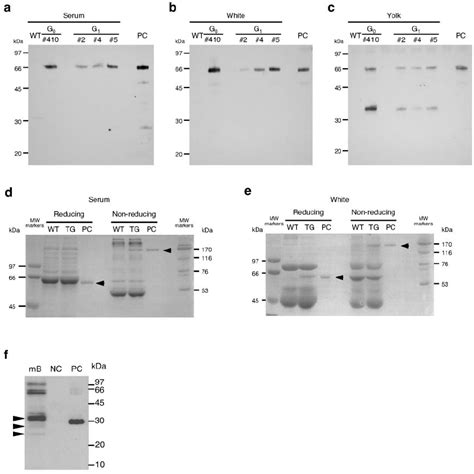 Western Blot And Sds Page Analyses Of Scfv Fc Produced By Transgenic