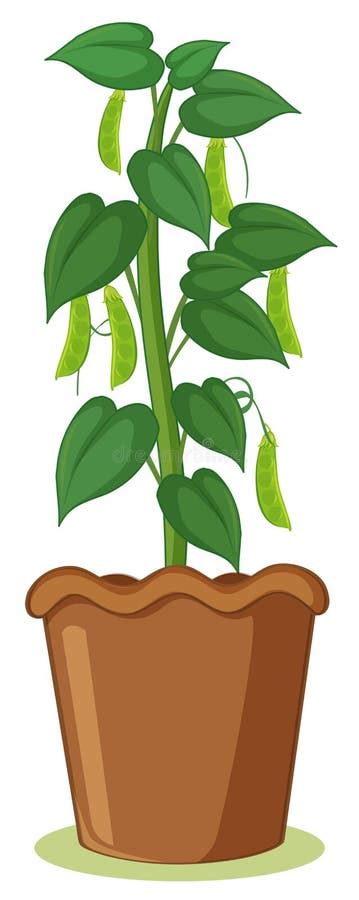 Bean Plant Stock Illustrations 17453 Bean Plant Stock Illustrations