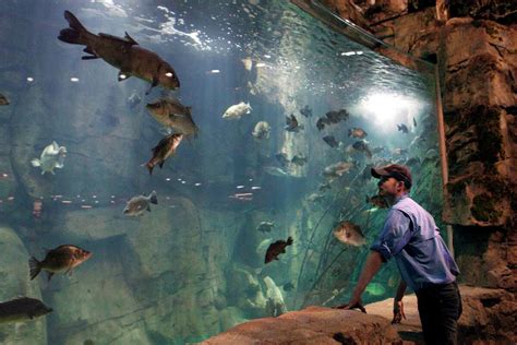 Teen Jumps Into Denver Area Bass Pro Shops Fish Tank