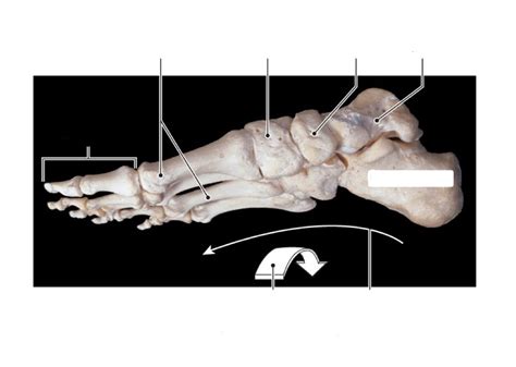 Foot Ankle A P Diagram Quizlet