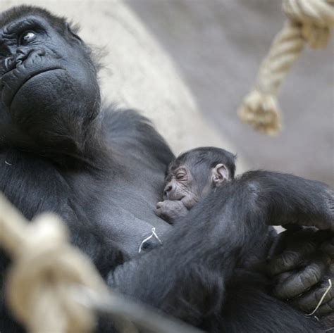 Gorillas Giving Birth