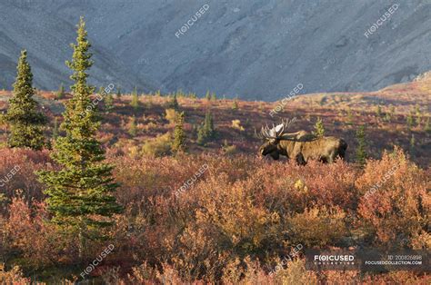 Bull Moose During Rutting Season In Tundra Forest Denali National Park