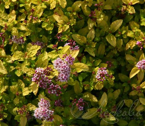 Спирея японская (Spiraea japonica `Sundrop`) - Спирея японская - Спирея ...