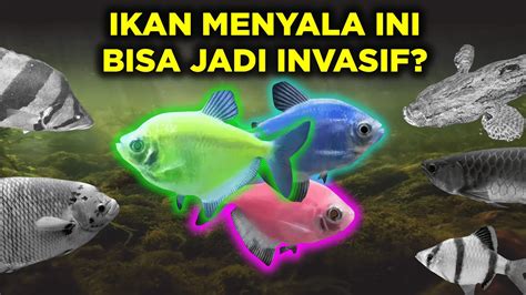 Ikan Glofish Digemari Berpotensi Jadi Ikan Invasif Youtube