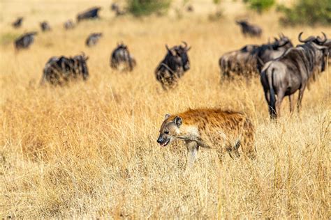 Digital Safari: Who are the major predators that feed on wildebeest? - CGTN