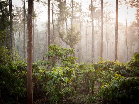 Coffee Plantation In Kerala