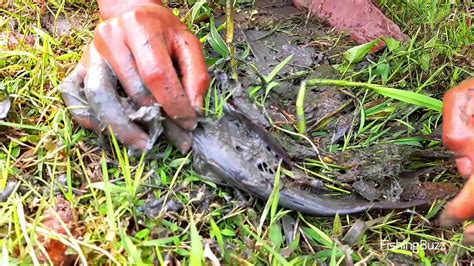 Catfish Catching From Fish Hole By Hand Amazing Muddy Water Fishing