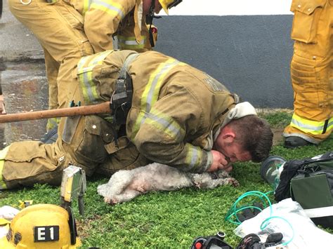 Firefighters Saving Dogs