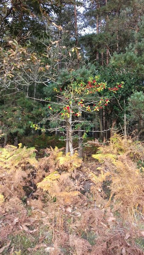 A Splash Of Red In The Green Gold Forest