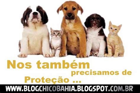 Sa De Dicas Para Cuidar Do Seu Pet No Ver O Blog Chico Bahia