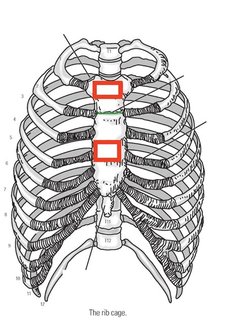 Ribs Diagram Quizlet