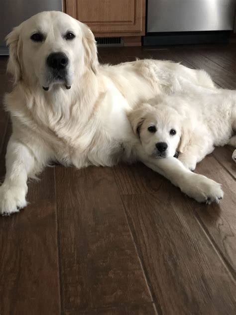 English Golden Retriever