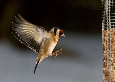 Irish Wildlife Photography: Birds in Flight