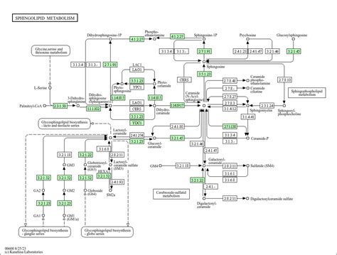 Kegg Pathway Sphingolipid Metabolism Arabidopsis Thaliana Thale Cress