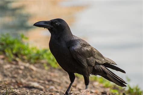 Crow symbolism and its Spiritual meaning - The Monk Life