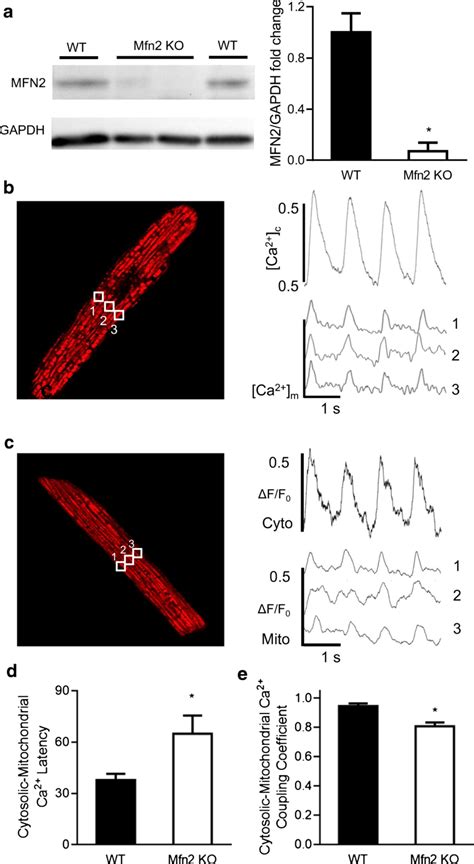 A Representative Western Blot And Quantification Of Mfn Protein