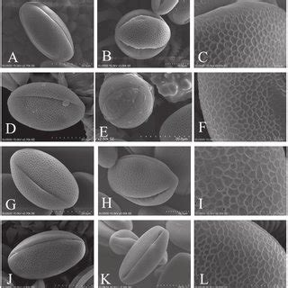 Sem Micrographs Of Pollen Grains In The Lagochilus Taxa Examined A C