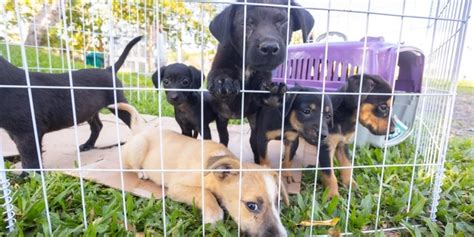 Feira de Adoção de Animais será realizada neste sábado na praça da