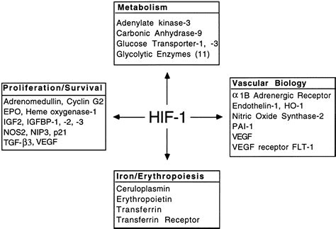 Hif O And The Phds Cell