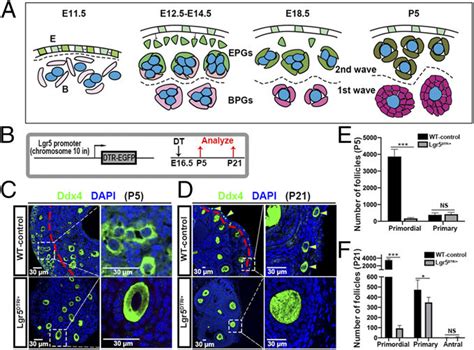 Lgr Expressing Cell Ablation Impairs Second Wave Follicle Formation