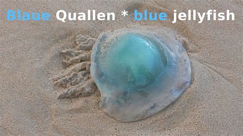 Blaue Nesselquallen Am Strand Nordsee Blue Jellyfish North Sea Beach