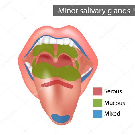 Minor Salivary Glands Mixed Mucous Serous Anatomy