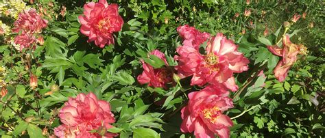 Brenda J. Carrasquillo: Live Peony Plants Near Me : Sorbet Peony Gurney ...