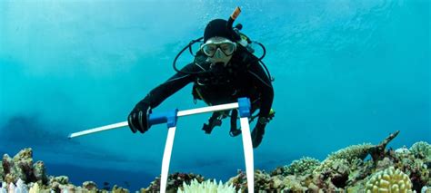 How To Become Marine Biologist Skillsandtech Skillsandtech