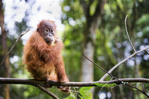 Baby Sumatran Orangutan Pongo Abelii On Branch Gunung Leuser