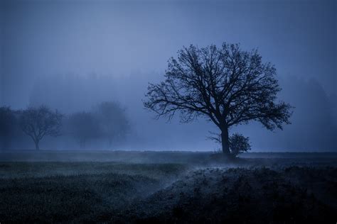 1366x768 Field Fog Trees Blue Weather Cold 4k 5k 1366x768 Resolution HD