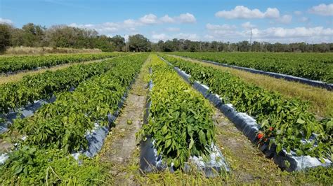 Managing Root Knot Nematodes In Vegetables Specialty Crop Grower