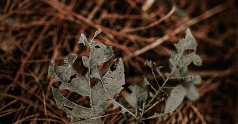 Remains of a Dry Green Leaf Eaten by a Beetle · Free Stock Photo