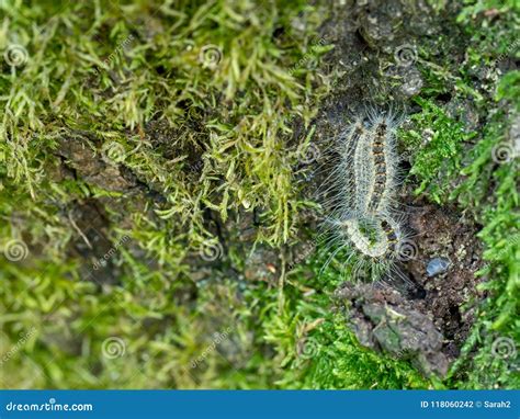 Caterpillars Of Oak Processionary Moth Thaumetopoea Processionea Aka