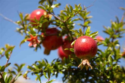 Купить Гранат (Punica granatum) комнатное растение в СПб в интернет ...