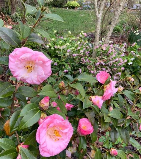 Pink Camellia April Remembered A Cold Hardy Camellia Japonica Grows