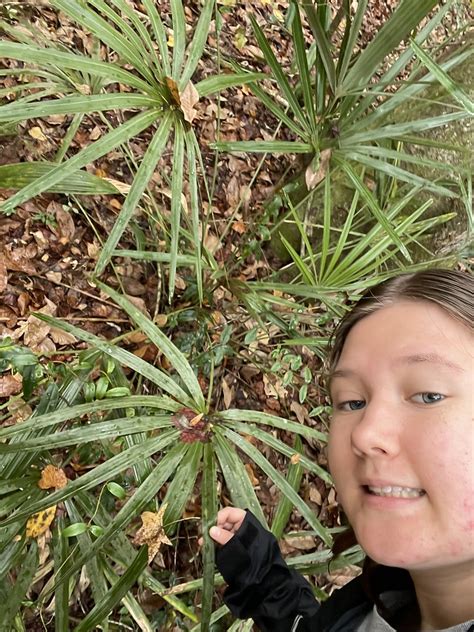 Rhapidophyllum Hystrix Selfie Arecaceae Needle Palm Teet Flickr