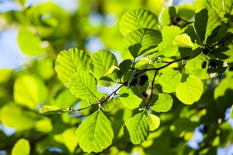 The Alder Tree Identify Grow And Care For Alder Trees