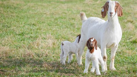 Boer Goat Farms Nice