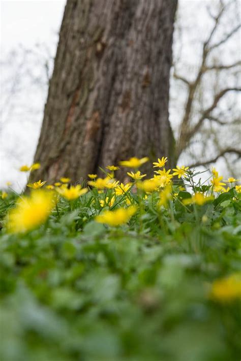 The lesser celandine stock image. Image of closeup, thistle - 313120605